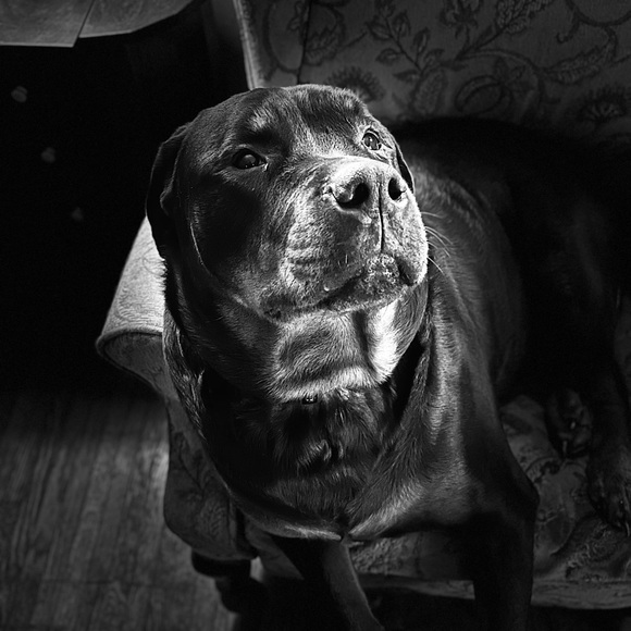 Meet your Posher, Maureen - Picture 2 of 3